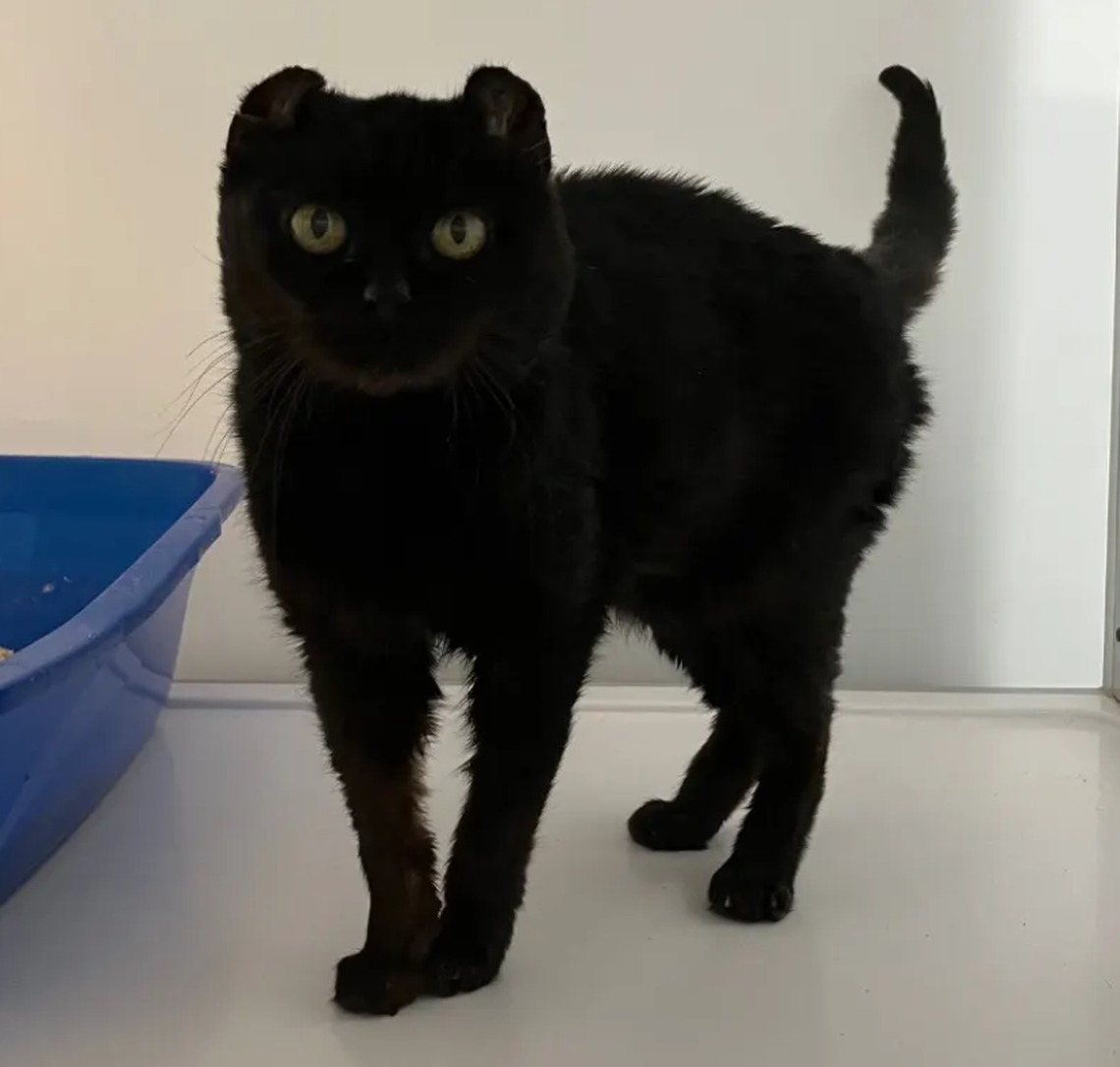 Lemon Zest, one of the finalists in the News & Observer’s cutest cat contest.