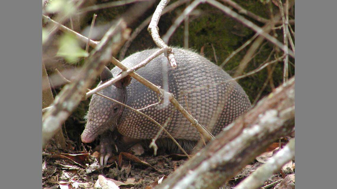Armadillos are native to Central and South America but have gradually spread to the southeastern United States.