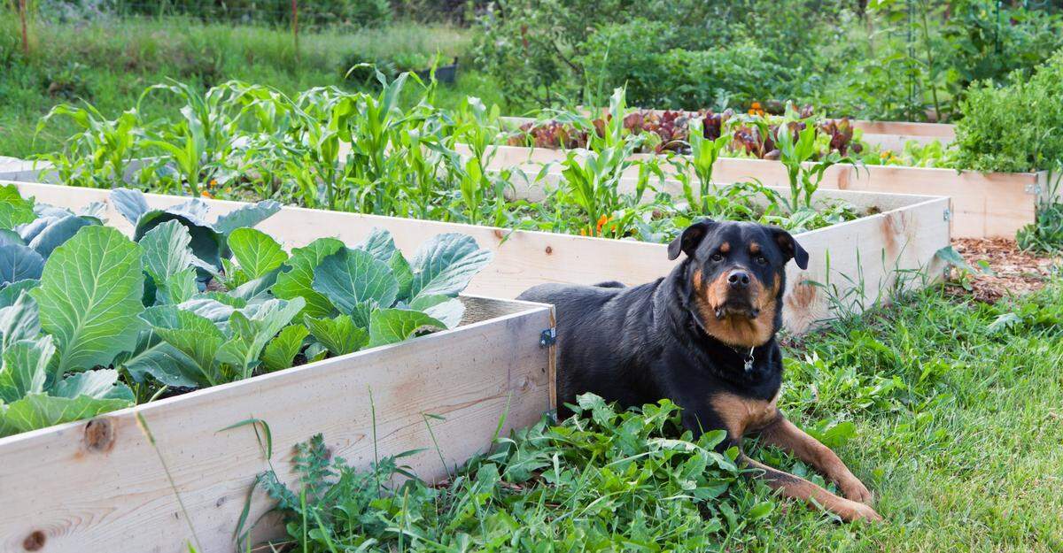 Rhododendrons and azaleas are just a few of the outdoor plants that can be harmful to dogs and cats. Always watch your pets when they are outside.