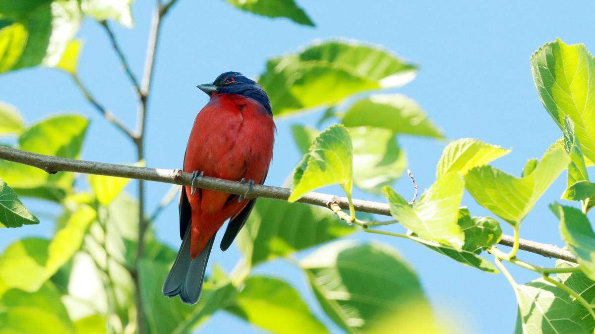 ‘He’s back!’ Painted bunting bachelor returns to Raleigh park — and birders are thrilled