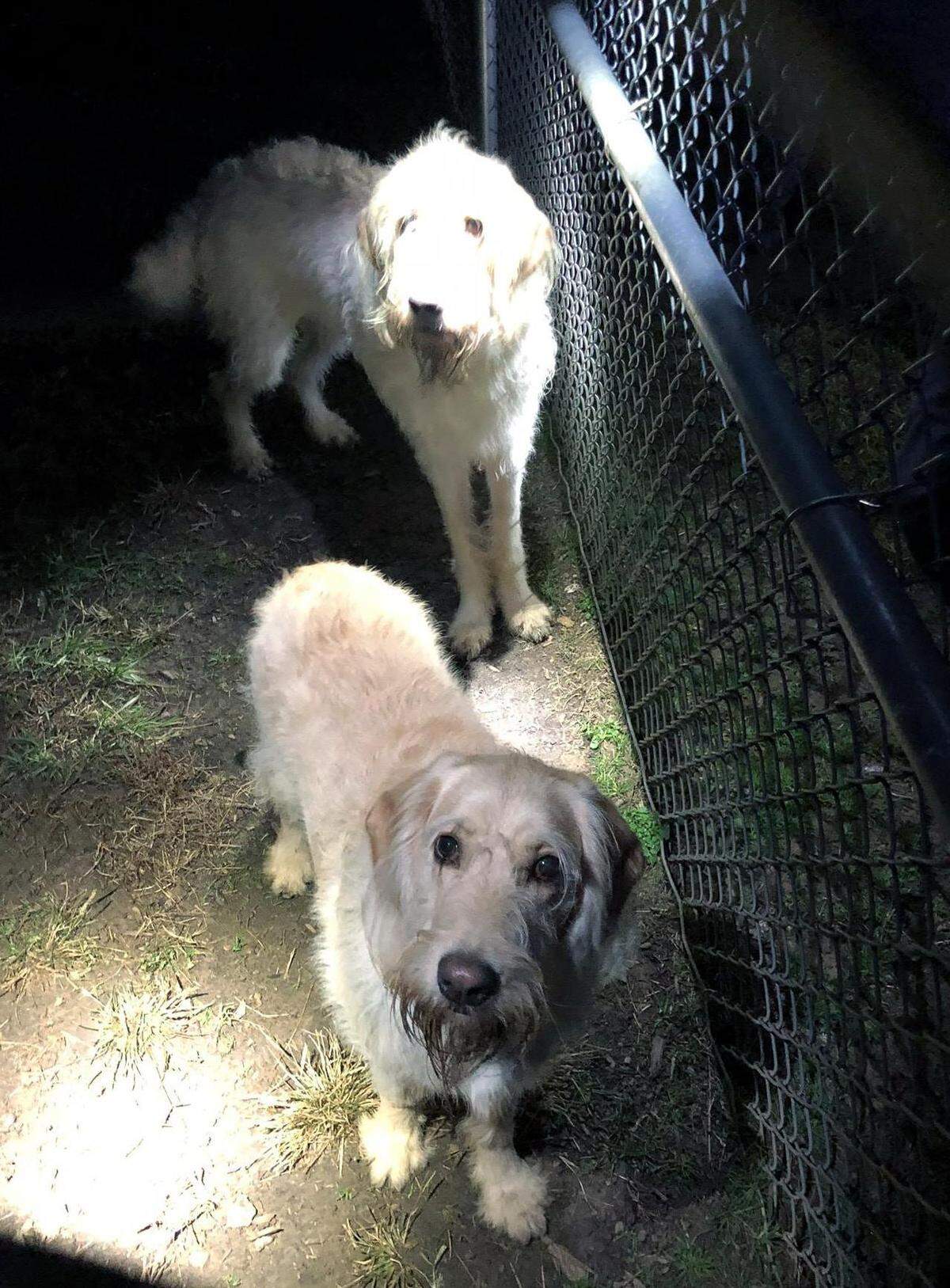 Hillsborough Police officers found these lost dogs in the dog park at Gold Park on Sunday night near downtown Hillsborough. The dogs, whose owners have not been found, were taken to Orange County Animal Services for safekeeping.