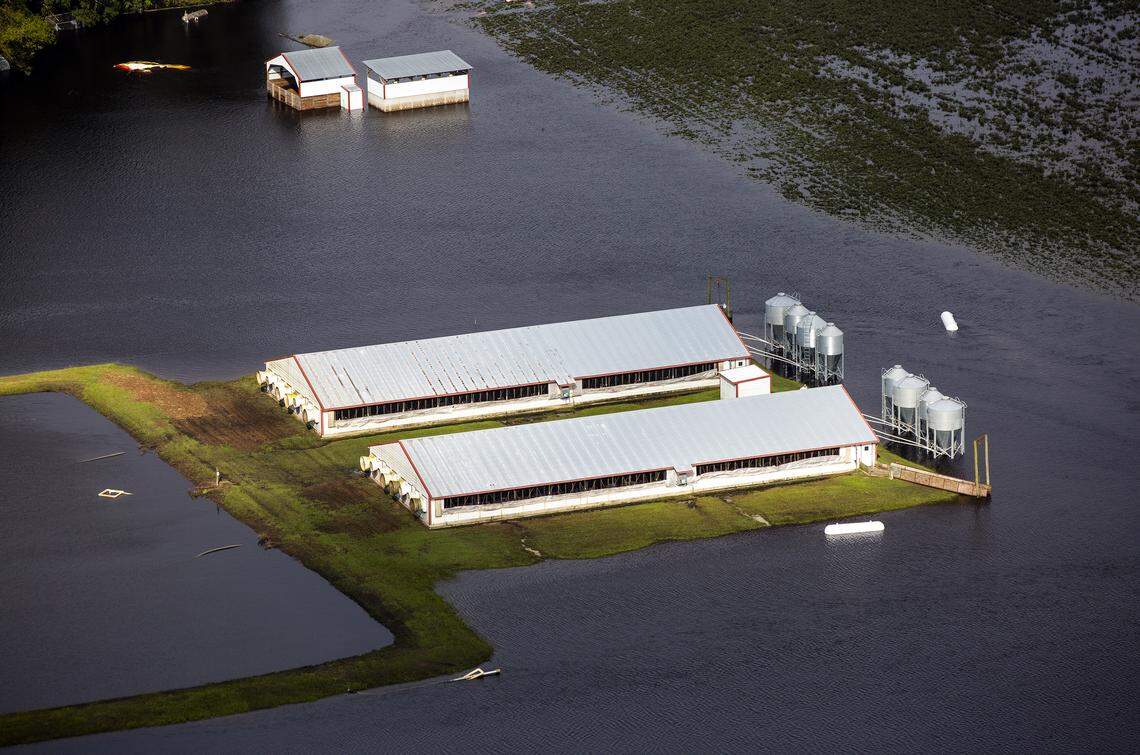Three days after Hurricane Florence made landfall in Wilmington, N.C., floodwater still surrounds two hog houses and it’s lagoon near Kinston, N.C., on Monday, Sept. 17, 2018.