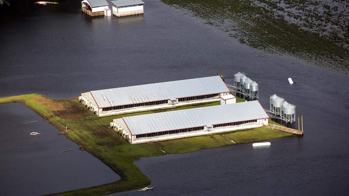 Three days after Hurricane Florence made landfall in Wilmington, N.C., floodwater still surrounds two hog houses and it’s lagoon near Kinston, N.C., on Monday, Sept. 17, 2018.