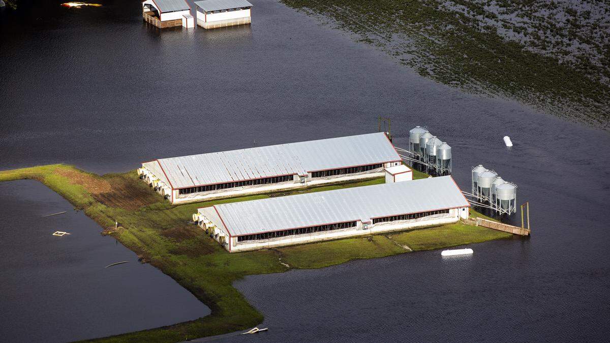 Three days after Hurricane Florence made landfall in Wilmington, N.C., floodwater still surrounds two hog houses and it’s lagoon near Kinston, N.C., on Monday, Sept. 17, 2018.
