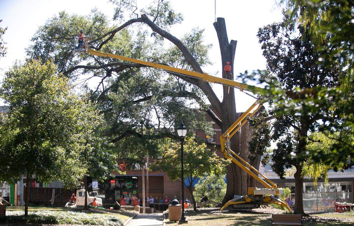 The 90-foot-tall willow oak, which towers over the street on the south edge of Nash Square in Raleigh, was cut down on Thursday, Oct. 10, 2019, due to old age and disease.