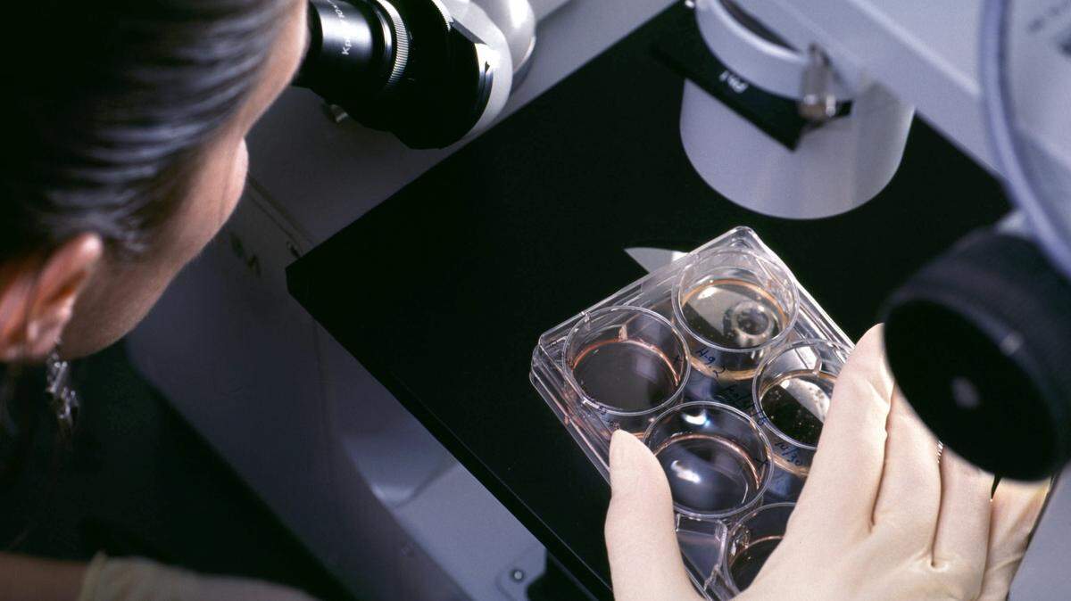 A woman looks at culture trays under a microscope.