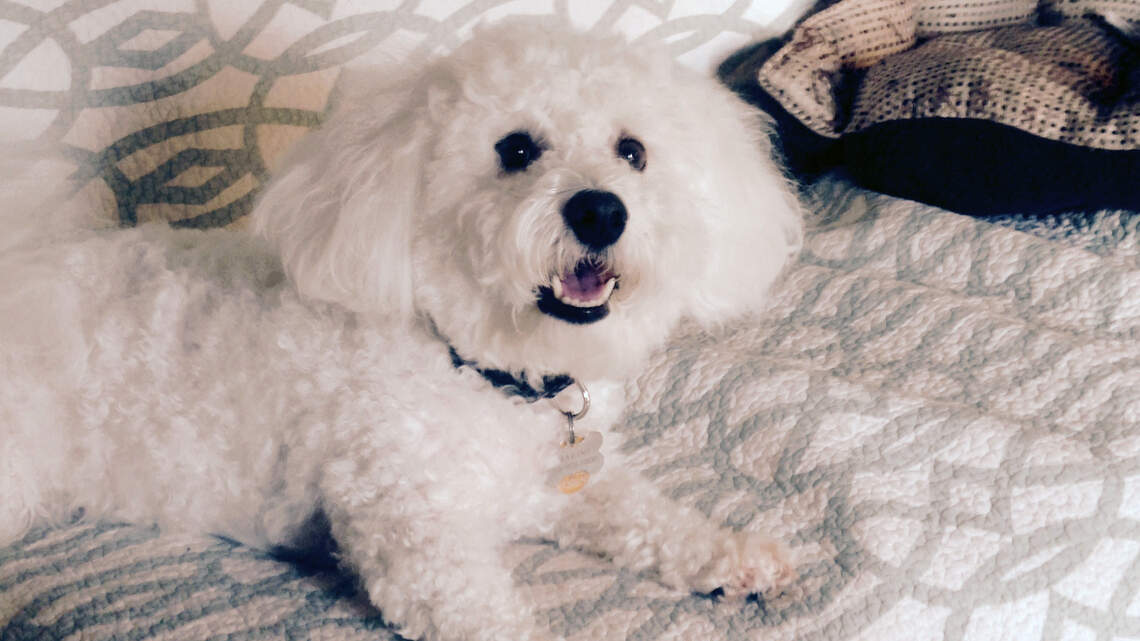 His dog ordered porn. He got stuck with the bill.