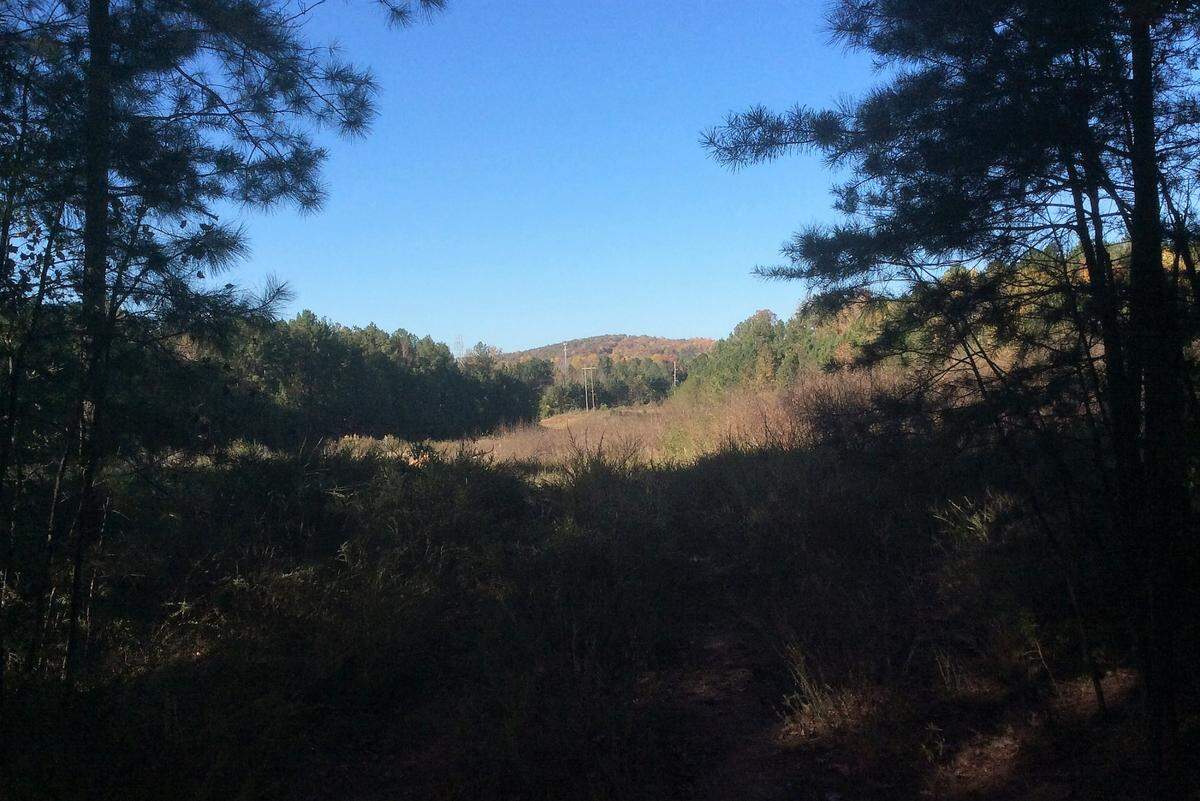 The Orange County recycling center and Blackwood Mountain lie north of this vantage point in the Greene Tract forest.