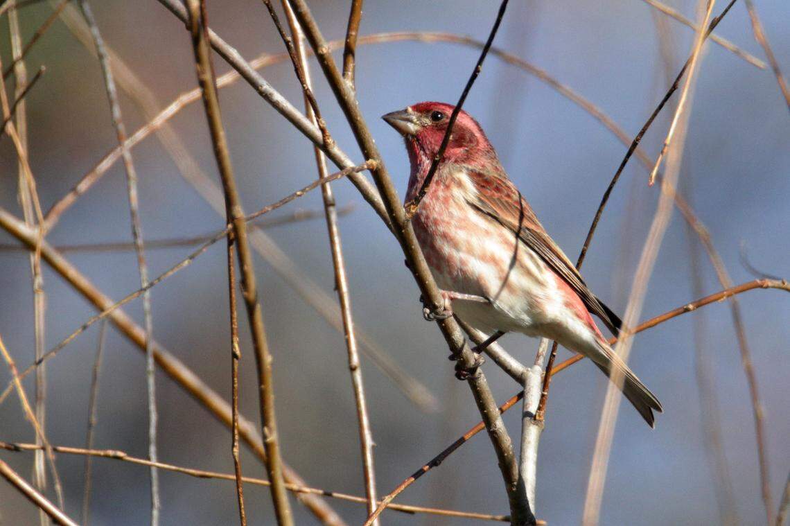 Purple Finch.