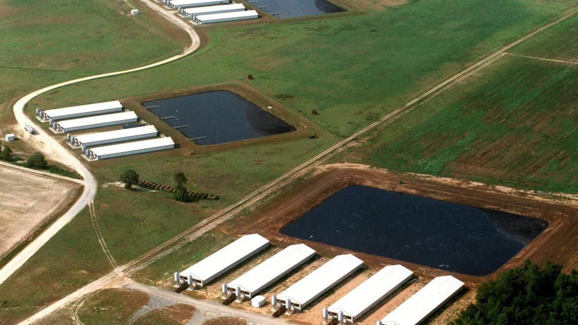 Hog industry officials say a regulatory reform provision clarifies permitting, but environmental advocates are worried it tries to sidestep federal civil rights laws. This photo shows barns where hogs are raised and their nearby lagoons near Faison.