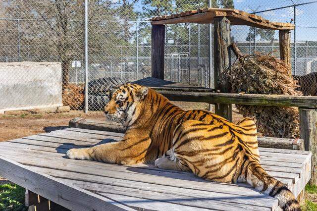A Bengal tiger at Aloha Safari Zoo at 159 Mini Lane in Cameron, NC.