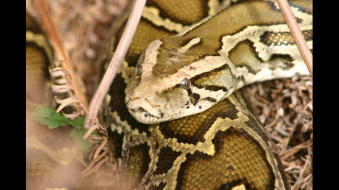 Pythons found roaming subdivision, North Carolina cops say | Raleigh ...
