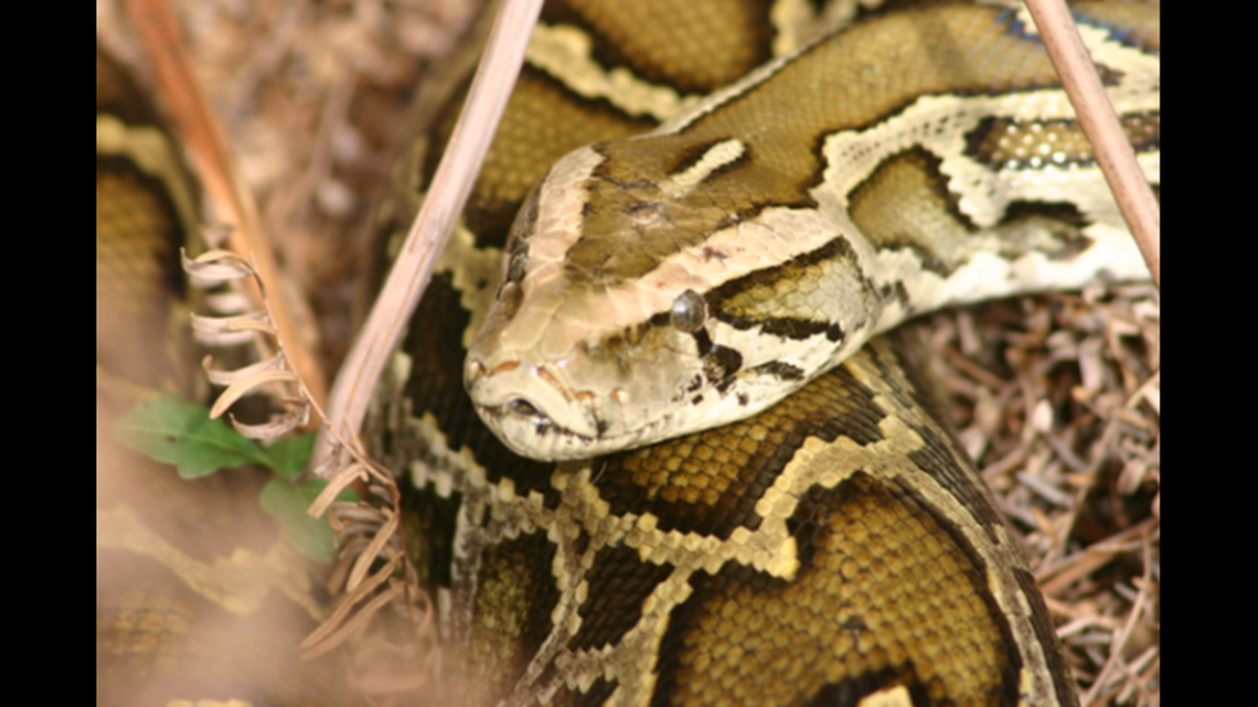 The species of pythons found in Elizabeth City were not revealed, but Burmese pythons like this one are the species that is most commonly found in South Florida, experts say.