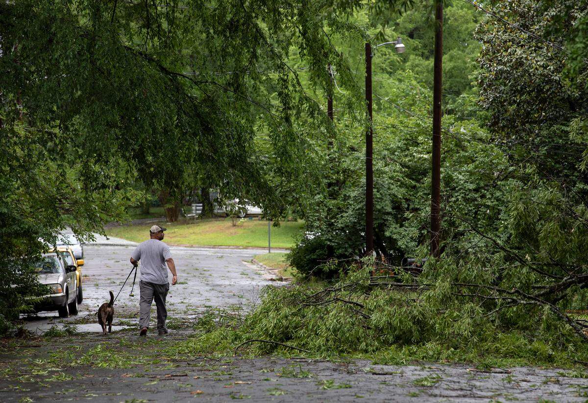 A person walks past a fallen tree near the intersection of East Ellerbee Street and Cascadilla Street following strong storms on Monday, May 23, 2022, in Durham, N.C.
