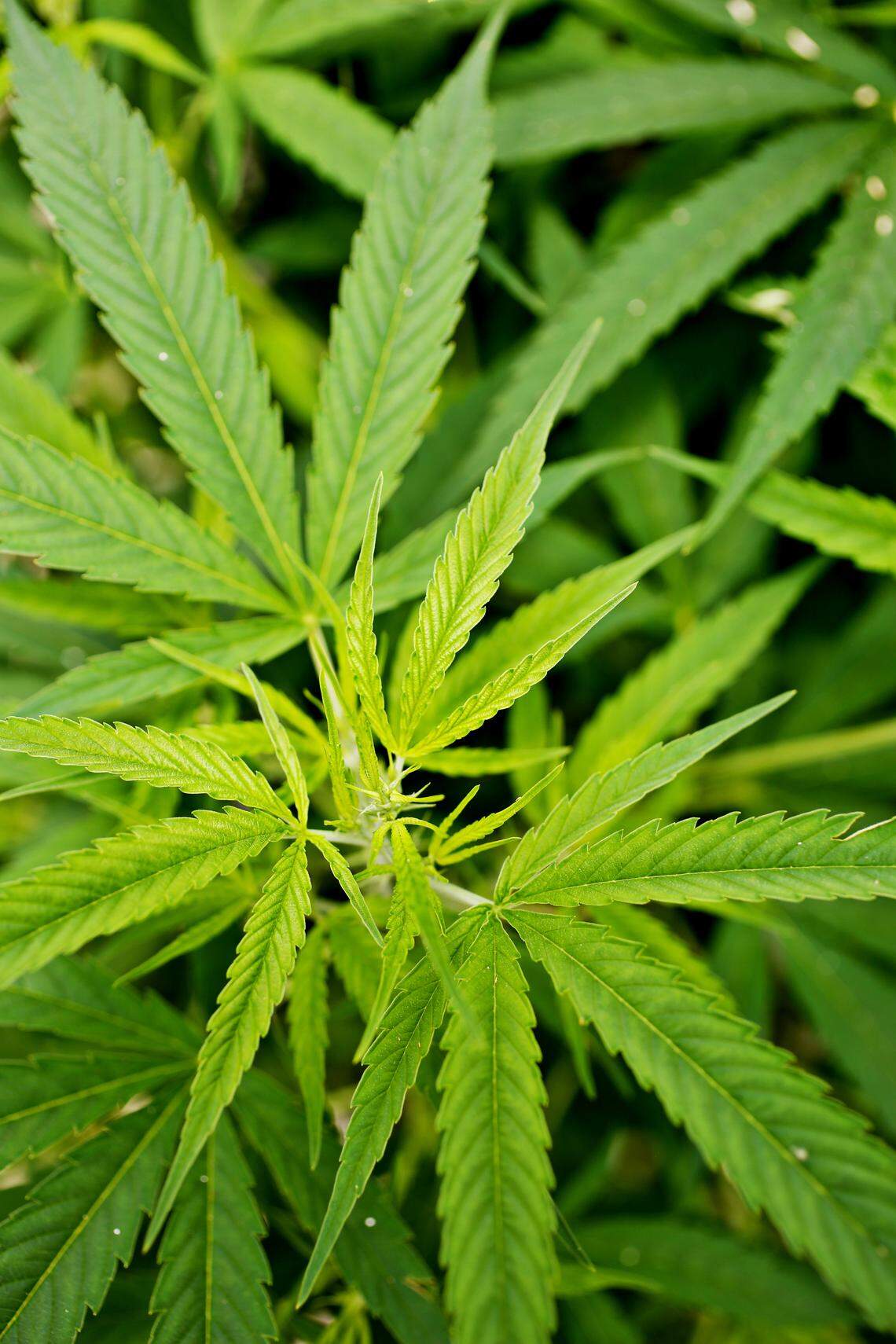 These hemp plants grown by Matt Spitzer and his business partner, Chase Werner, of Triangle Hemp have low THC content.