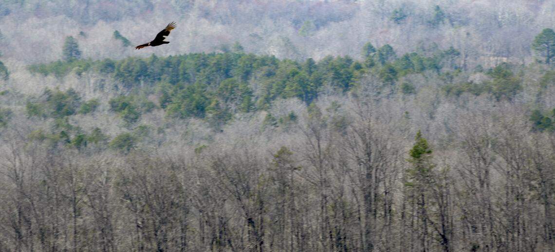 A vulture soars over Box Creek Wilderness in the foothills of the Blue Ridge Mountains. Epic Games CEO Tim Sweeney bought 7,000 acres in the area and placed a conservation designation on the land.