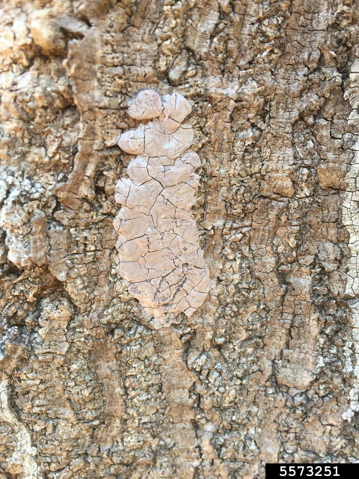 A spotted lanternfly egg mass on the bark of a tree. Egg masses may be hard to identify as they look like dry mud.