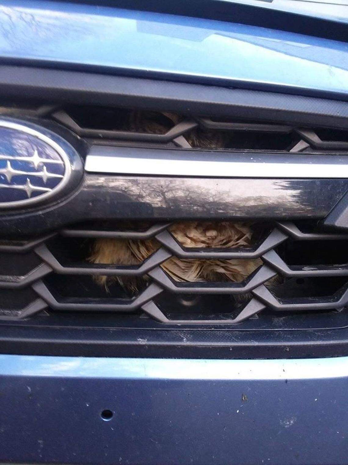 And owl was stuck in a grille for hours after being hit by a car traveling from Wilmington, NC to Southern Shores, NC, rescuers say.