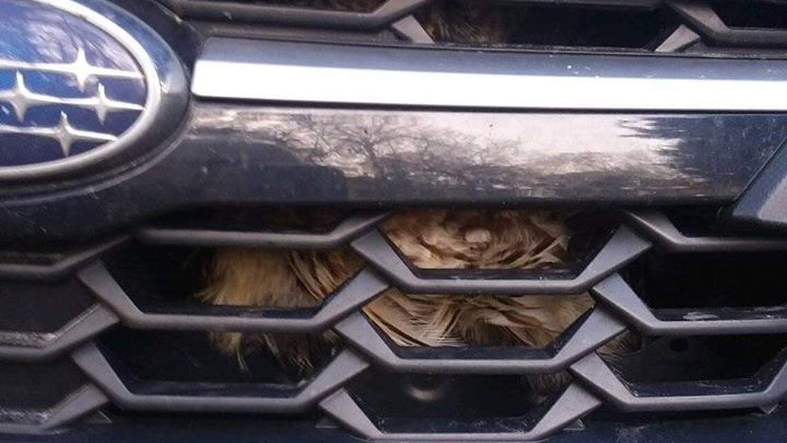 Owl stuck in car grille for at least 3 hours on drive to Outer Banks, NC rescuers say