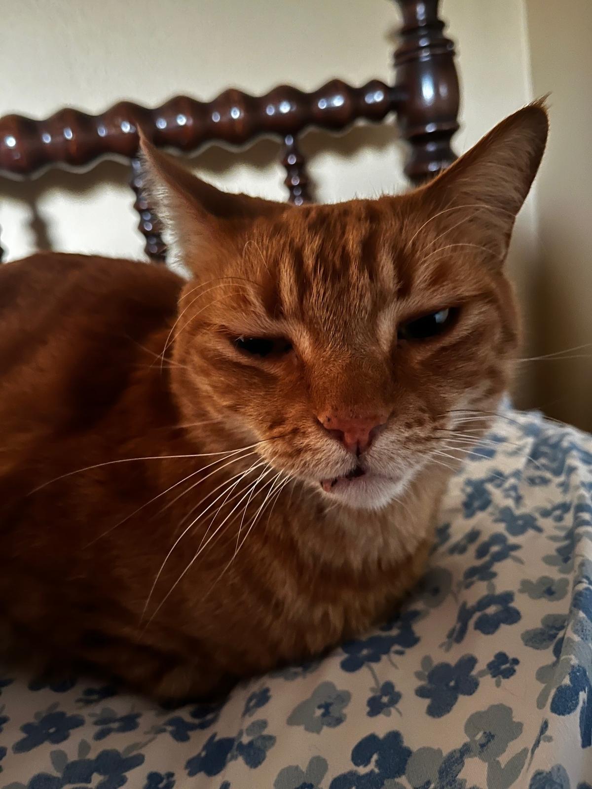 Raleigh mayoral candidate Janet Cowell’s cat, Leo