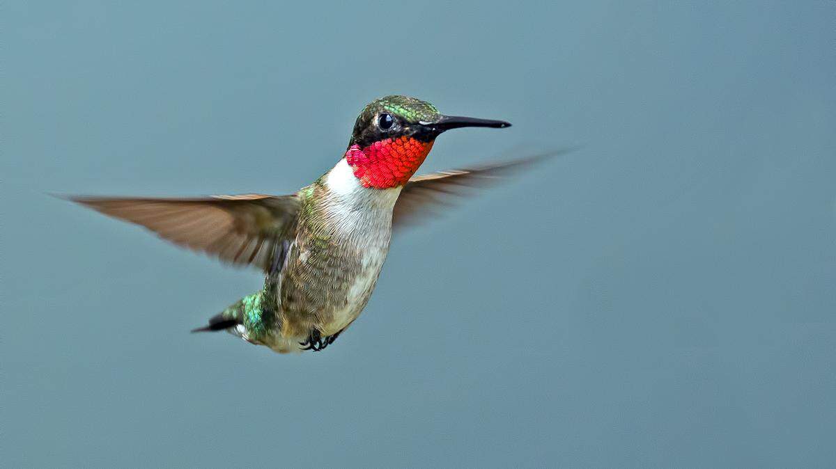 NC hummingbirds are migrating back for spring. When to put out feeders & how to feed