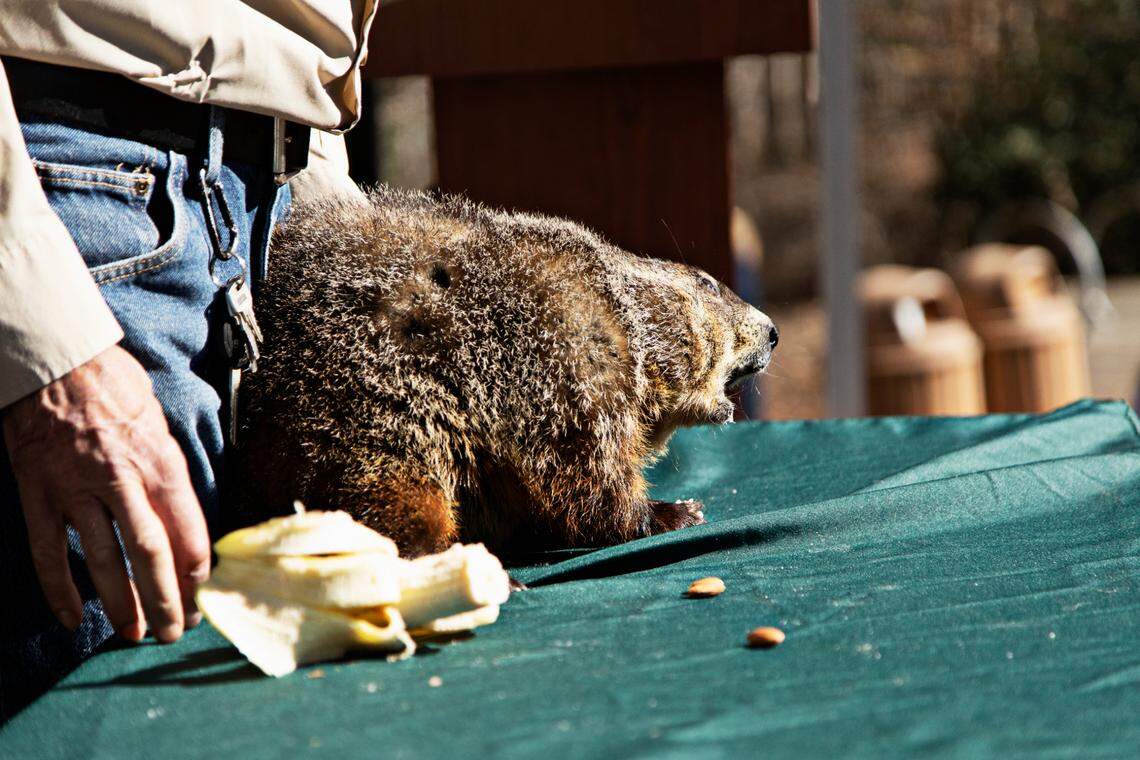 Snerd, the groundhog of Garner, left, makes his prediction at White Deer Park on Wednesday, Feb. 2, 2022. Snerd delivered his eighth-straight forecast: six more weeks of winter.