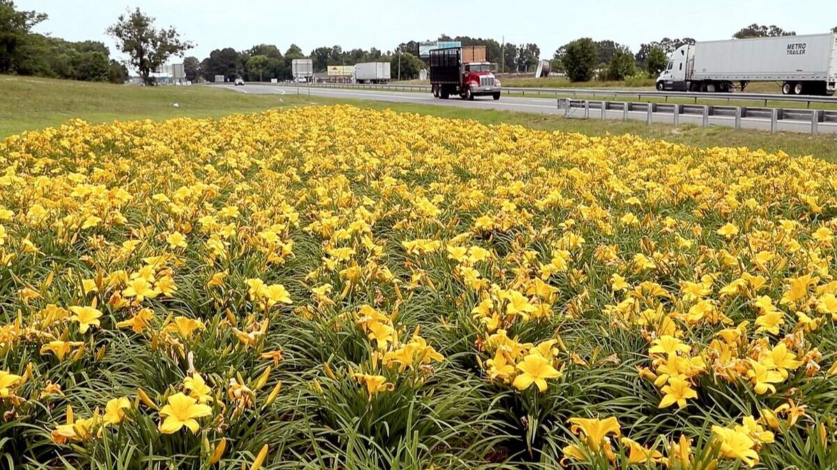 Flowers decorate an interchange on Interstate 95 near Dunn in a 2018 file photo. A new state law restricts when the N.C. Department of Transportation can mow in part to protect flowers that attract and feed pollinators, and in part for politics.
