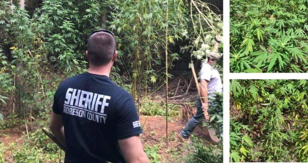 Robeson County deputies and the National Guard seized 540 pot plants in southeastern North Carolina.