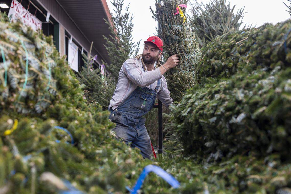 Aaron Cole stocks his vendor space with fresh cut trees from the family farm in Lansing, N.C., on Thursday, December 4, 2025 at the North Carolina State Farmers Market in Raleigh, N.C.