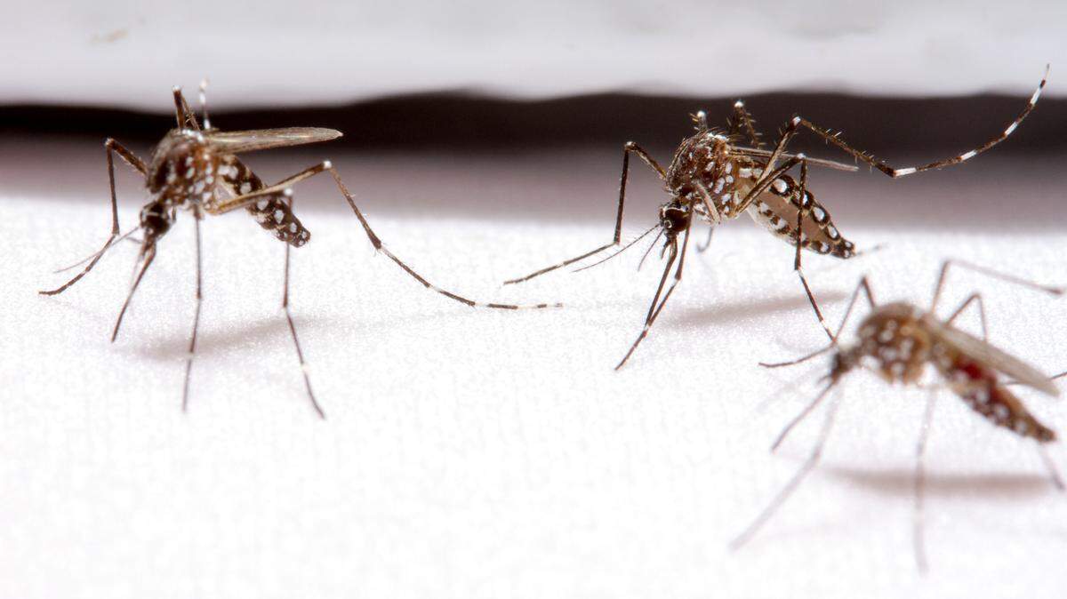 Mosquitoes attempt to penetrate bite-resistant fabric created at NC State University.