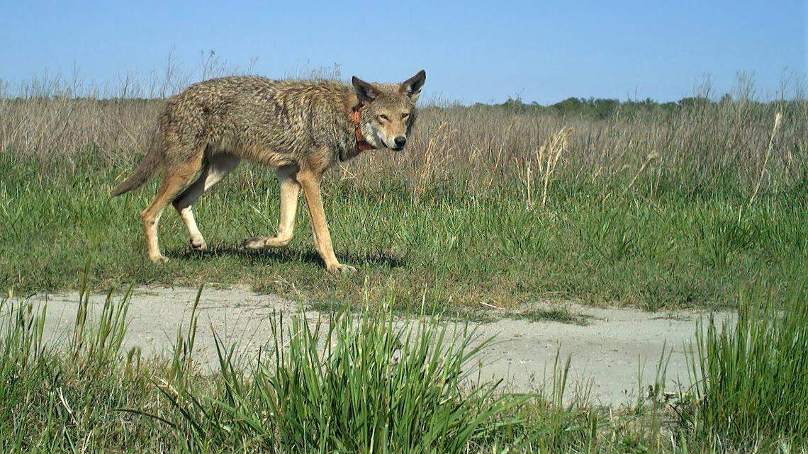 A red wolf triggers a Woodlands Network trail camera in an eastern North Carolina wildlife refuge. The wild red wolf population dwindled to as few as seven wolves in the wild in recent years.