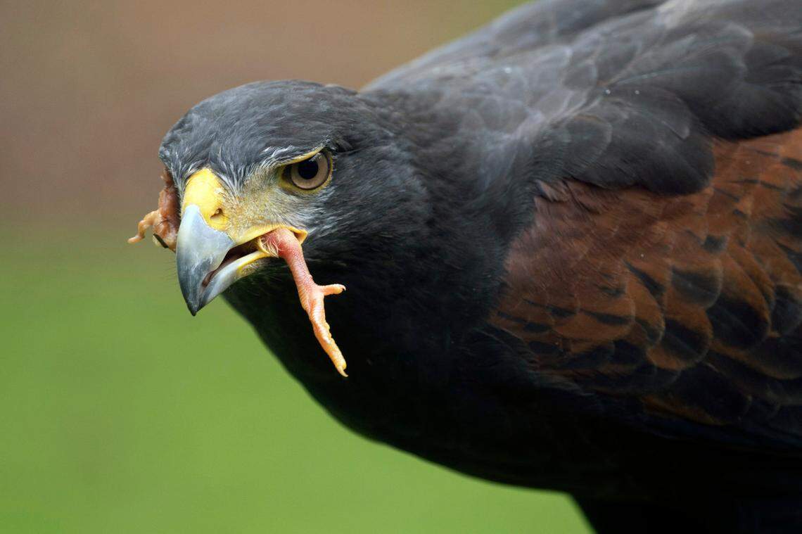Lagurtha, one of Falconer Richard Shoresí two Harris hawks, enjoys a chick leg for breakfast on Friday, Aug. 19, 2022 in Apex, N.C. at Shoresí home where he houses four birds in a homemade falconry mews.