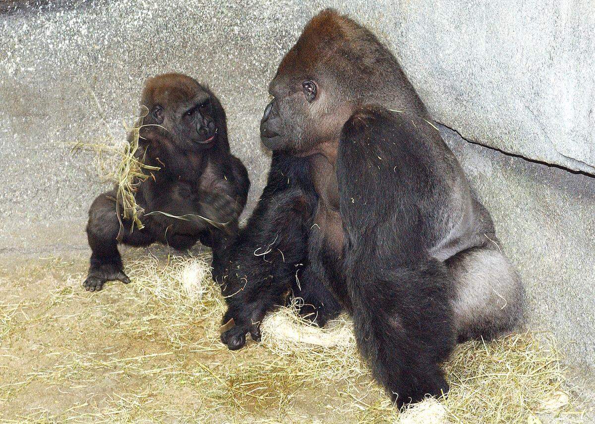 Ramar and son Nadaya in 2005. Ramar, a 50-year-old western lowland gorilla spent more than 20 years at the North Carolina Zoo before moving on, eventually landing at the Brookfield Zoo in Chicago. That zoo announced he died on April 12. He was the oldest animal at Brookfield Zoo and the sixth oldest western lowland gorilla in the North American accredited zoo population.