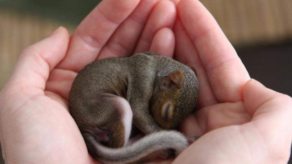 These volunteers are working to save small mammals in our neighborhoods