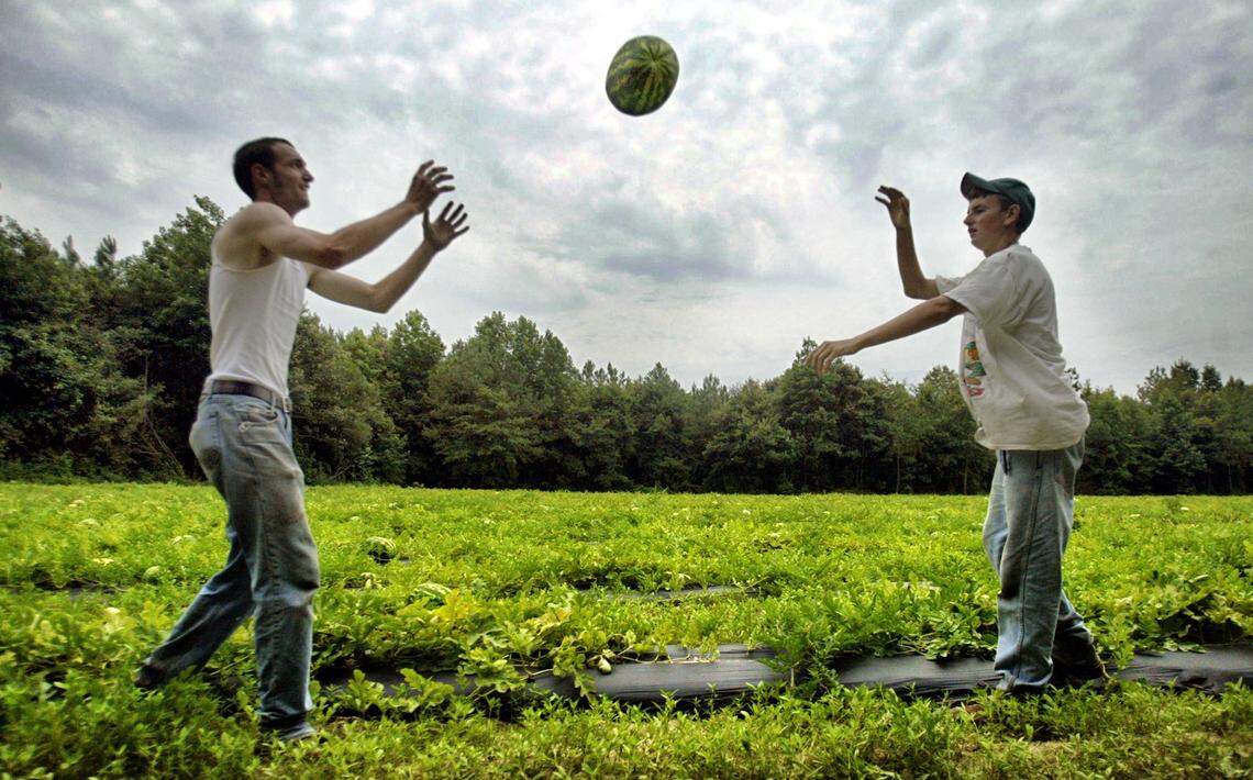 Farm hands Daniel Davis, right, throws a watermelon to James Conley while picking melons on Kenneth Sanderson’s farm near Four Oaks.