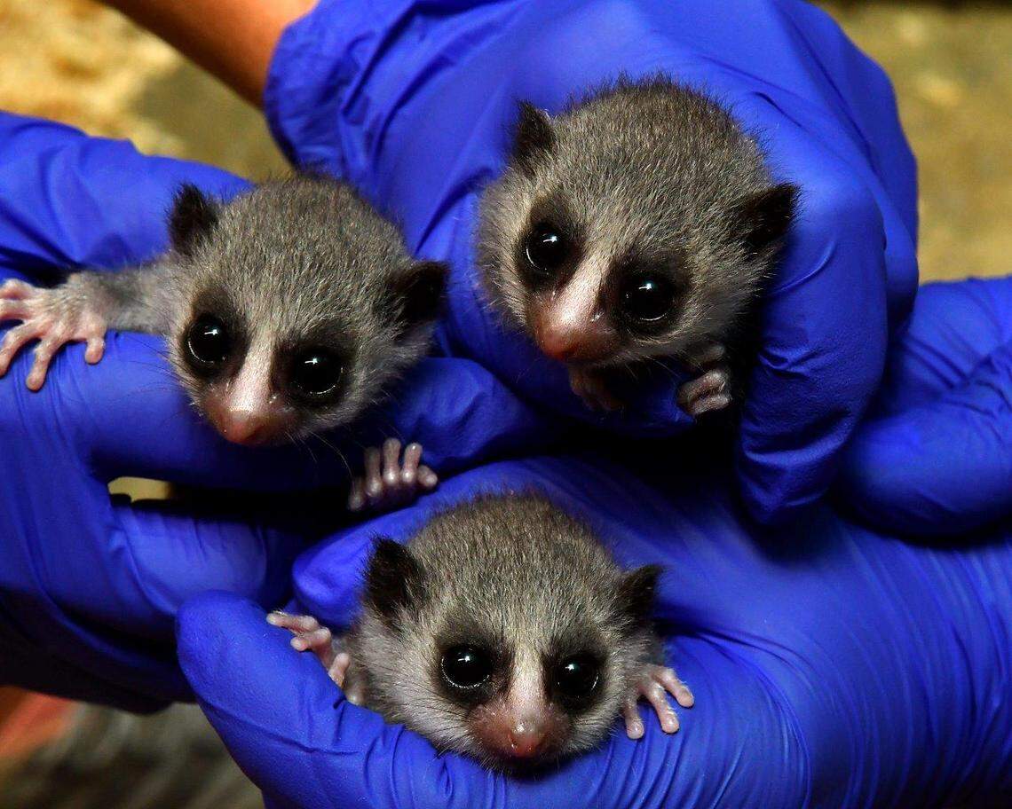 Triplet fat-tailed dwarf lemurs seventeen days after their births at the Duke Lemur Center. The fat-tailed lemurs are the only primate species that hibernates for extended periods, crawling into trees and ground burrows during the Madagascar dry season for seven months at a time.