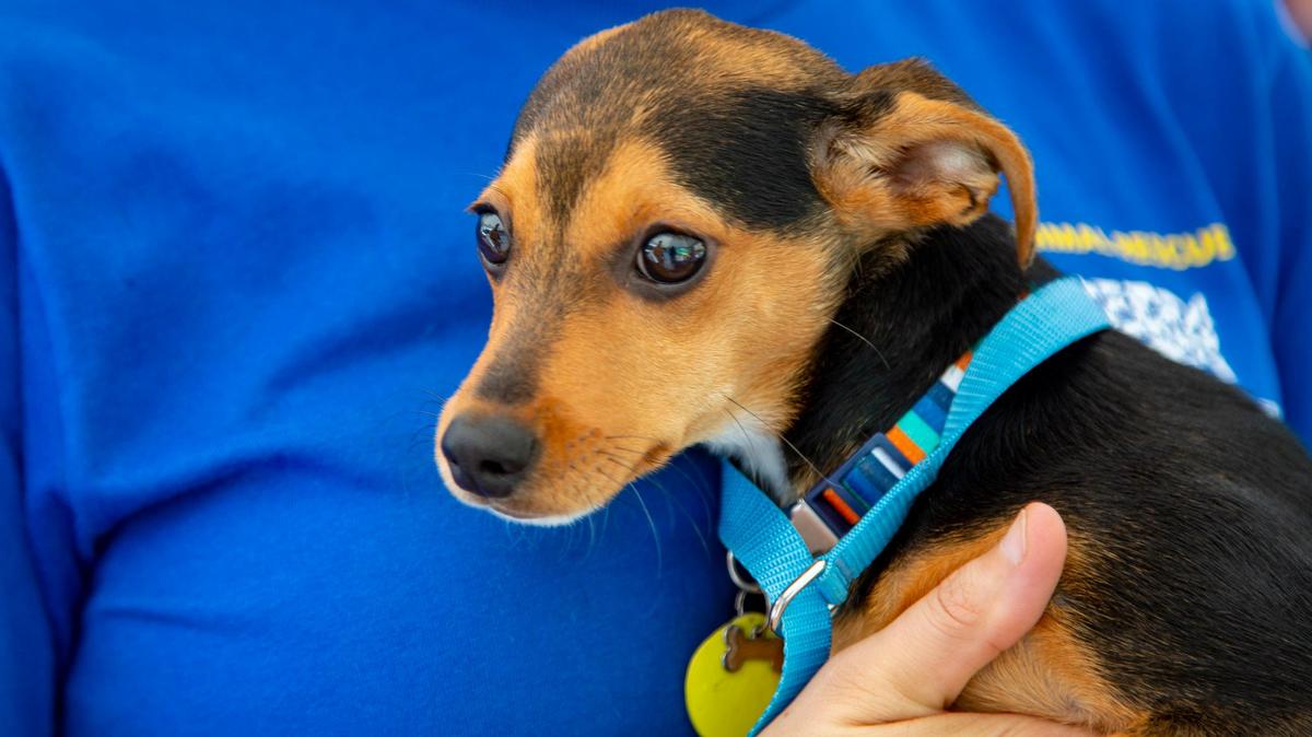 South Carolina State Director Kelsye Gilmore-Futeral holds Memphis, a seven-month-old miniature Pinscher mix at the Jerusalem Chapel Missionary Baptist Church in Bucksport Saturday.