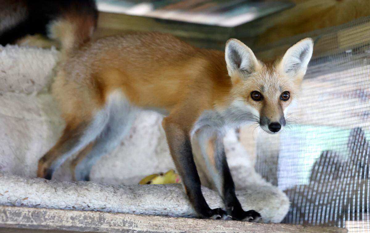 One of the red foxes who is being rehabilitated at Holly’s Nest Animal Rescue in Sanford, N.C., is seen on Friday, July 5, 2024.