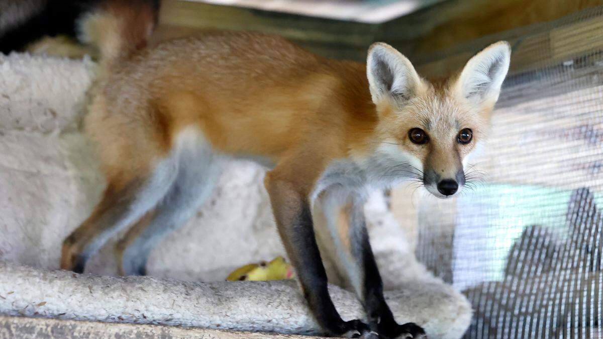 Seven people and 33 animals were exposed to a rabid horse and two rabid foxes across three counties in South Carolina, the state Department of Public Health said.