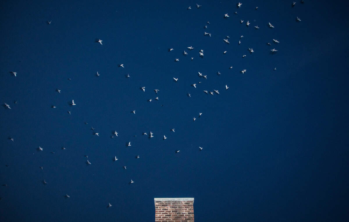 Chimney swifts fly over a chimney at the post office in downtown Chapel Hill, N.C. before roosting there for the night on Tuesday, Sept. 15, 2020.