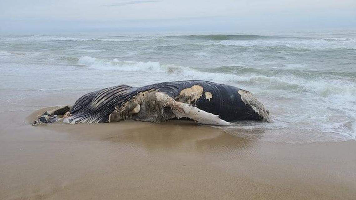 The 18-foot adult humpback appeared on Pea Island, a half mile north of Rodanthe, according to the US Fish and Wildlife Service in North Carolina.
