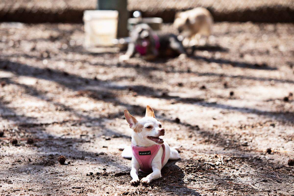 Genny takes a short rest after several sprints with the other dogs at the Millbrook Exchange Dog Park in Raleigh on Friday, March 18, 2022. The park has separate play areas for small and large dogs.