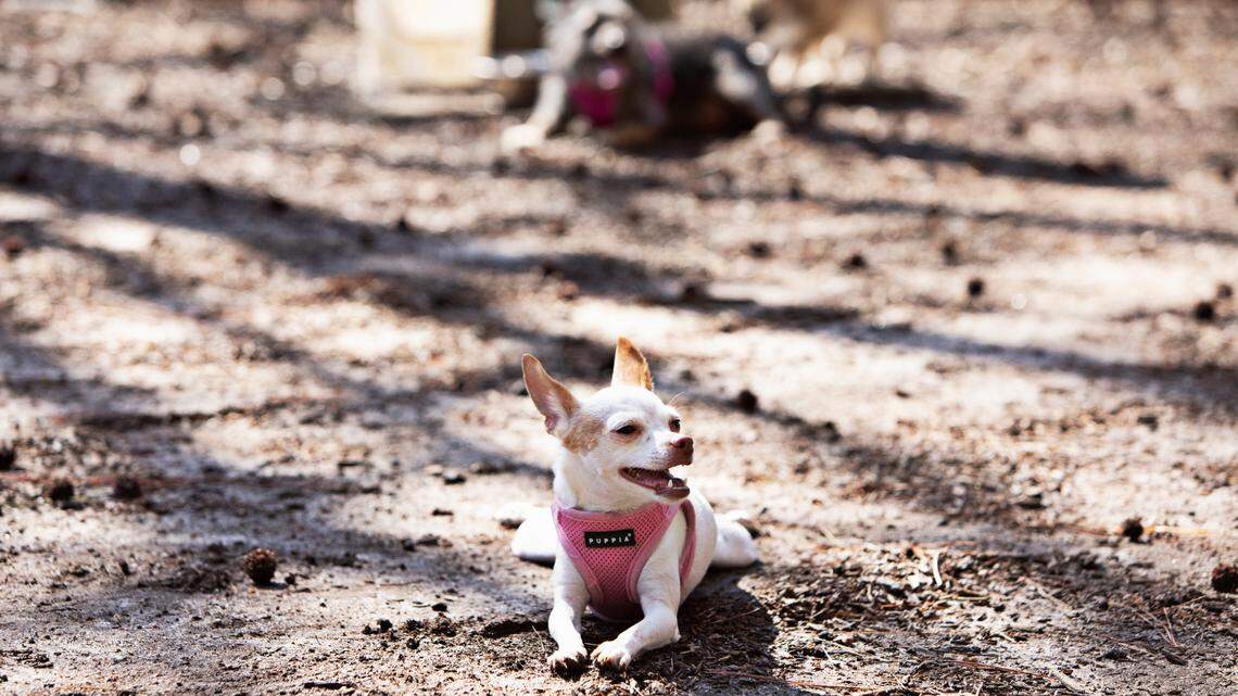 Is it too hot to walk my dog? How to keep your pets safe in the heat.