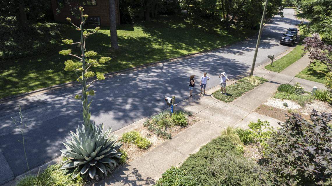 Onlookers marvel at a19-foot-tall century plant (Agave americana) is in bloom at the home of Alan Tharp in Raleigh where it was planted in 1992. Despite its name, a century plant usually blooms every 10 to 25 years.