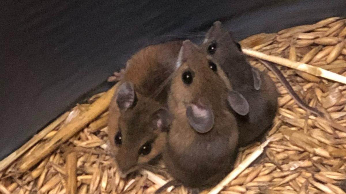 White-footed mice, pictured, are native to North Carolina. The hantavirus found in the United States is primarily found in deer mice. 