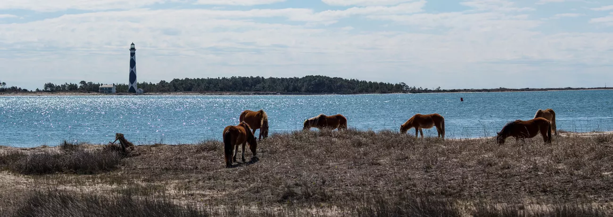 Wild horses graze on the east end of Shackleford Banks.