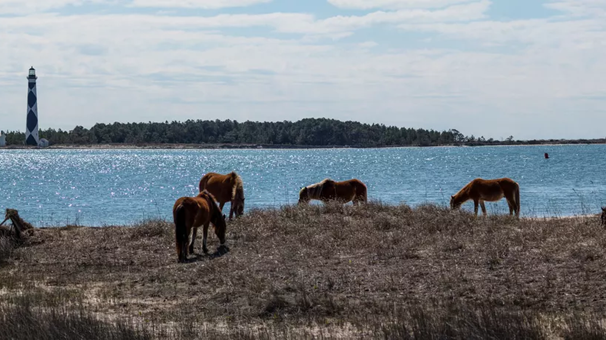 Wild horses graze on the east end of Shackleford Banks.
