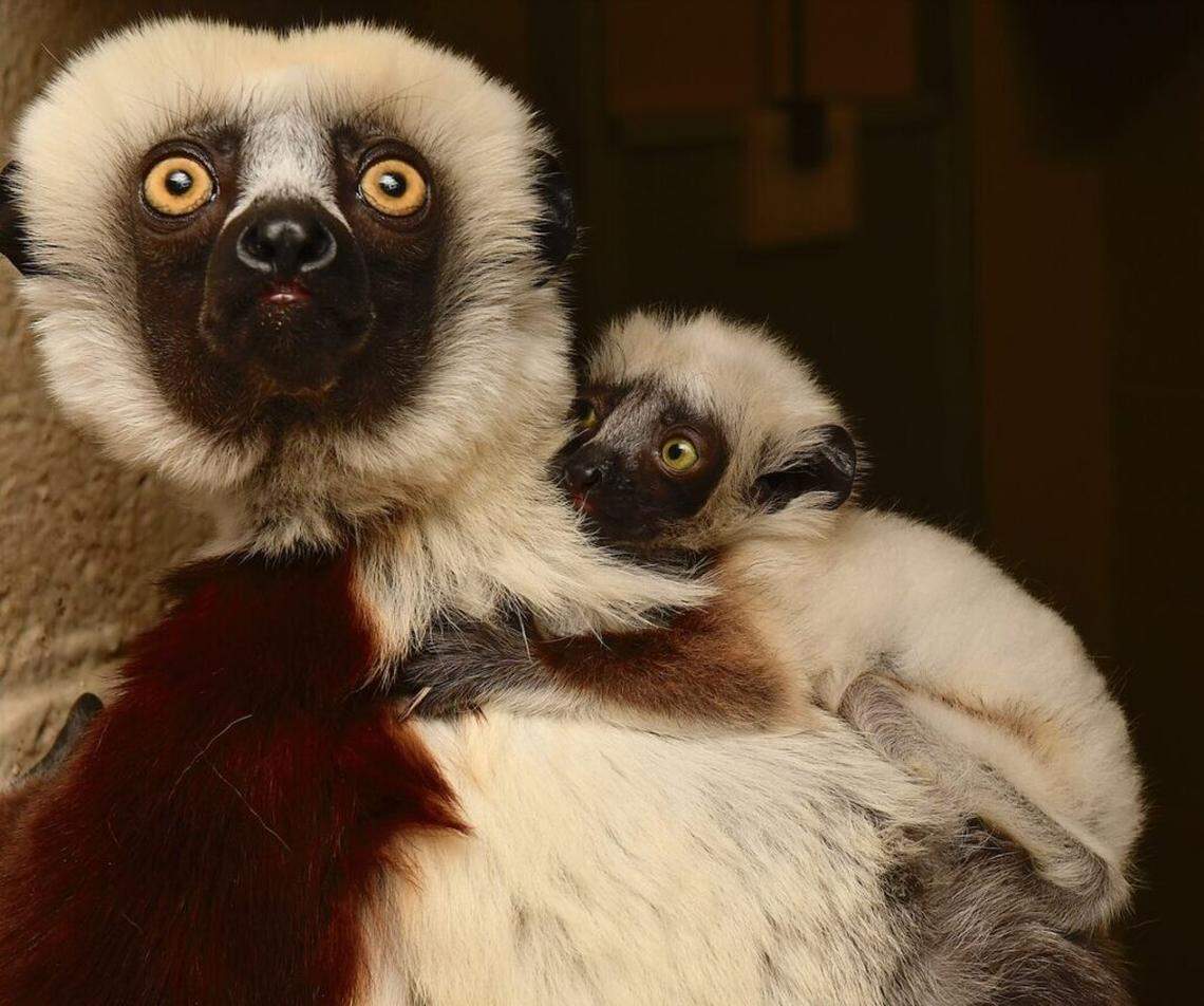 Majorian, right, clings to his mother, Lupicina, at the Duke Lemur Center. The baby was born Dec. 19, 2024, and is part of the center’s effort to preserve the critically endangered species Coquerel’s sifaka, native to Madagascar.