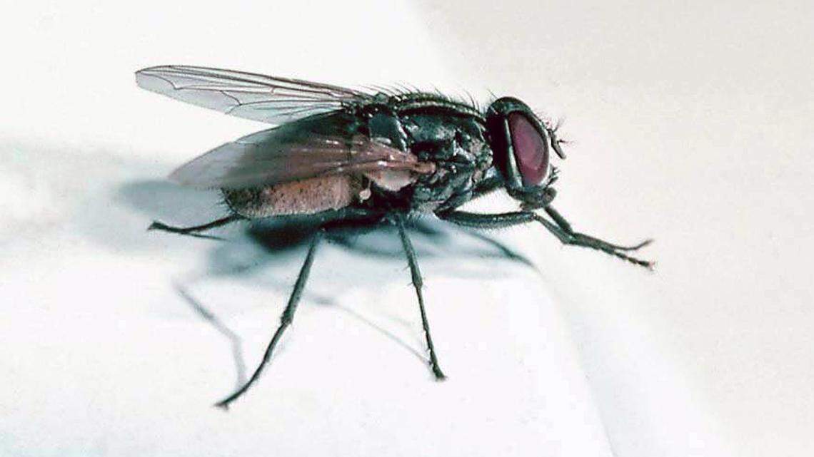 A fungus that is deadly to flies may also compel them into mating with other dead, infect flies, a recent study found.