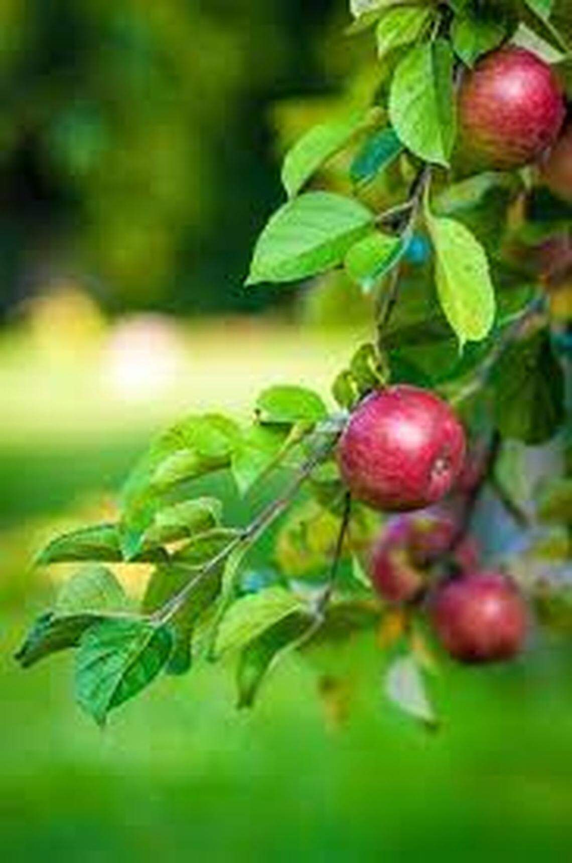 Picking your own apples is a chance to draw a direct line from the farm to the table. N.C. orchards offer at least 10 U-Pick options, despite a significantly smaller apple crop this year.